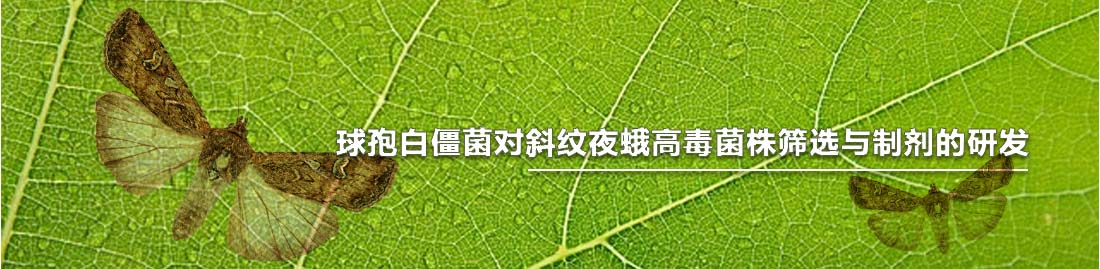 球孢白僵菌對斜紋夜蛾高毒菌株篩選與制劑的研發(fā)-Banner.jpg