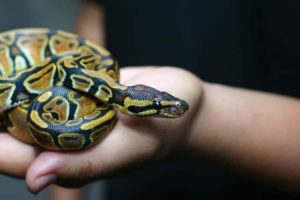 Can Ball Pythons Die From Stress?
