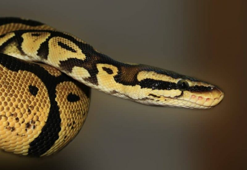 Can Ball Pythons Get Constipated