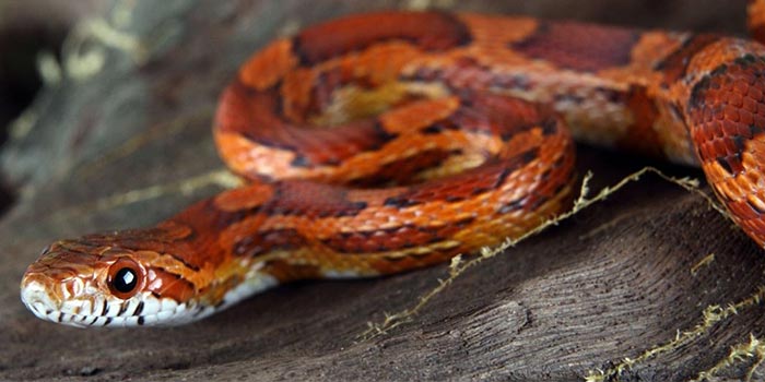 How Fast Can Corn Snakes Move